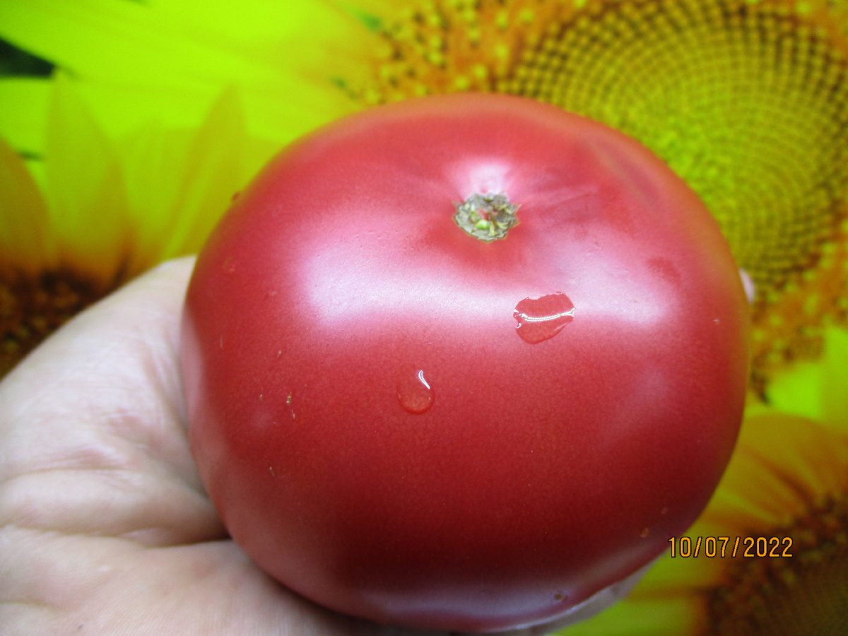 Томат Малиновка Яблочная. №142.