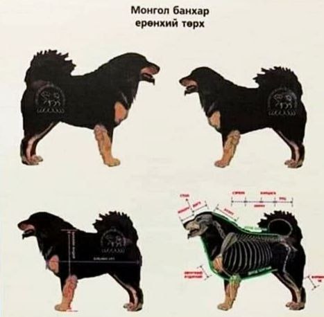 Монгол банхар стандарт в классическом окрасе