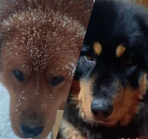 Наши питомцы Монгольские банхары.  Еще один важный аспект. Так как наши питомцы живут парой (стаей), несмотря на то, что мальчик не в разведении, а только девочка, мы их решили не разлучать. Живут они вместе и всех новых щенят воспитывают вместе, как родители.