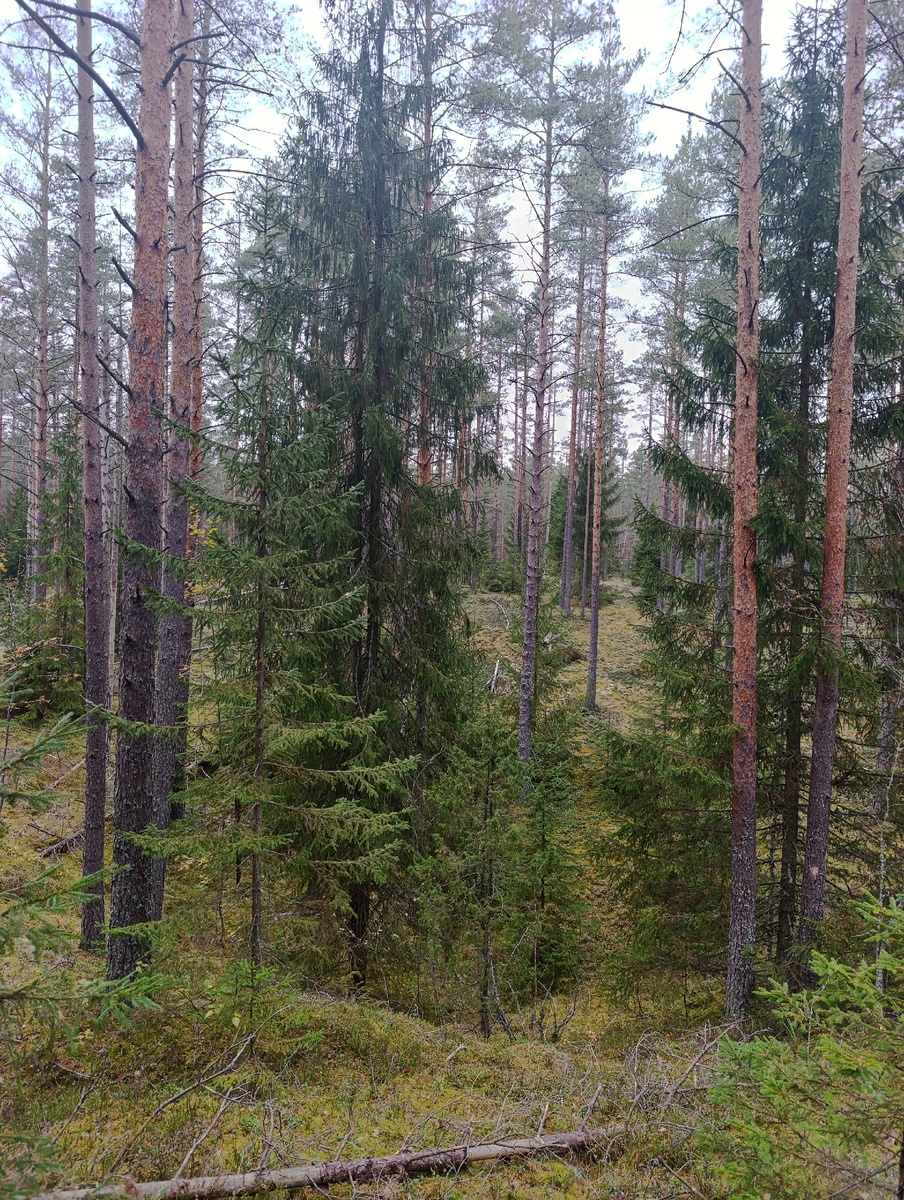 Фото Алексея Колобка 04.10.25