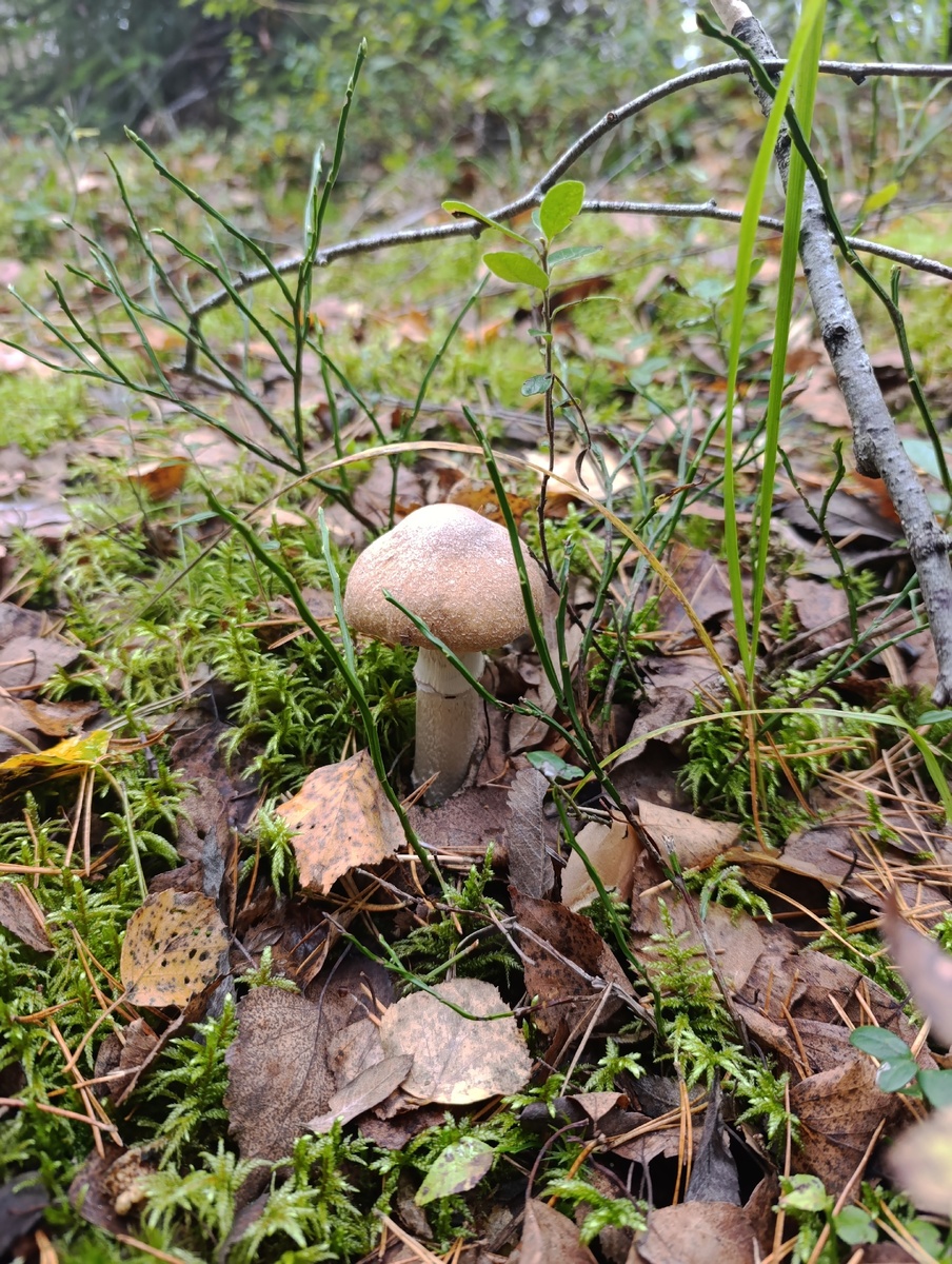 Фото Алексея Колобка 04.10.25. Колпак кольчатый