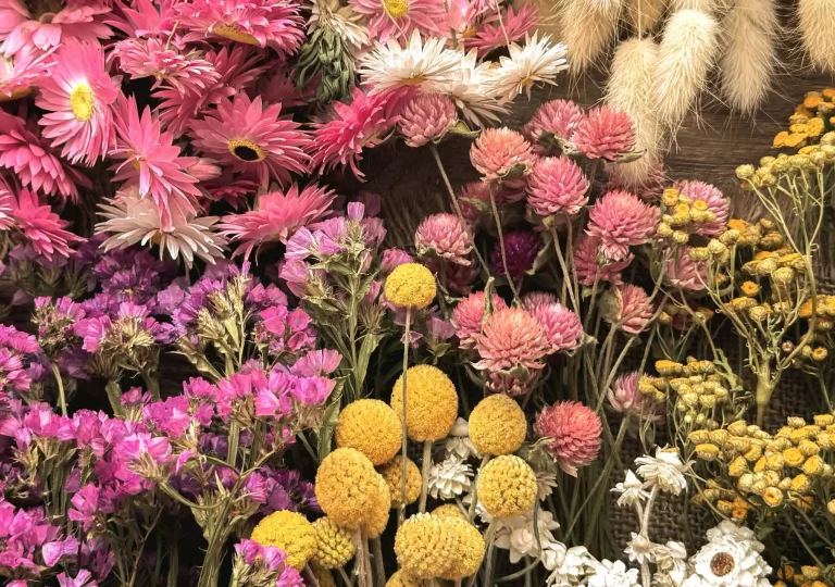 Моя коллекция сухоцветов: От семечка до букета