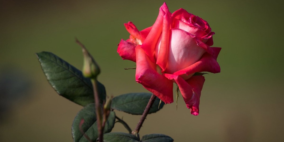 Ошибки при выращивании роз на участке