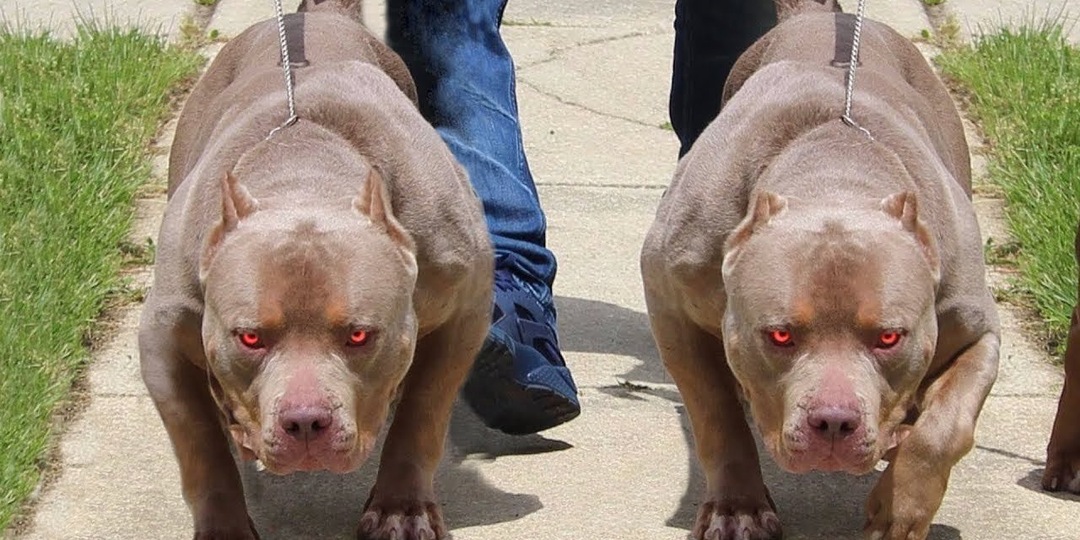 Американский булли: Неадекватная порода на пике популярности. Что не так с собаками-качками?