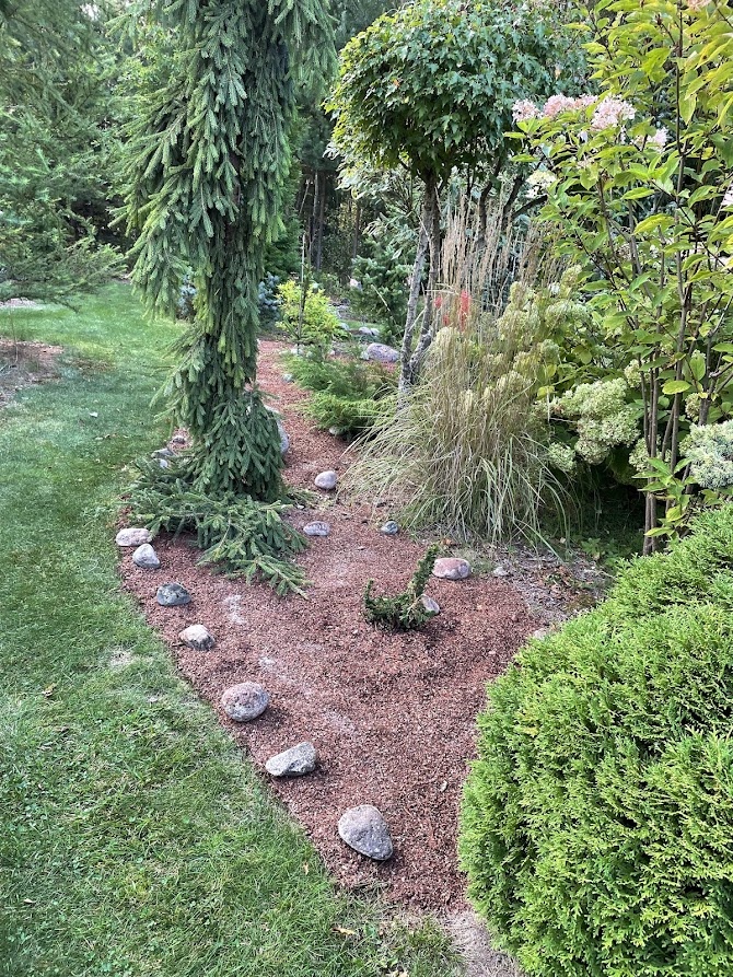 Thuja occidentalis Malonyana Holub 
