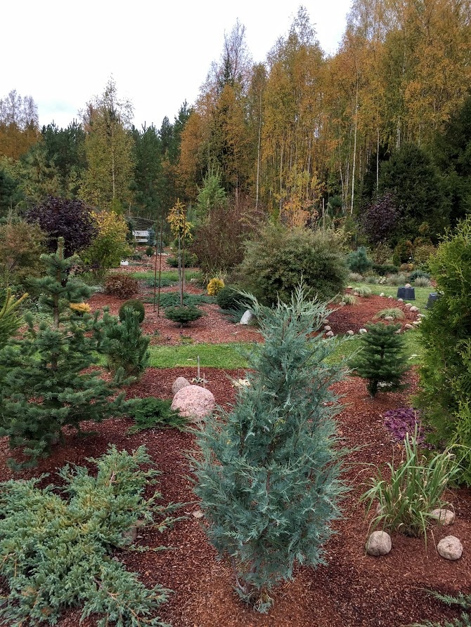 2019 Juniperus scopulorum Wichita Blue