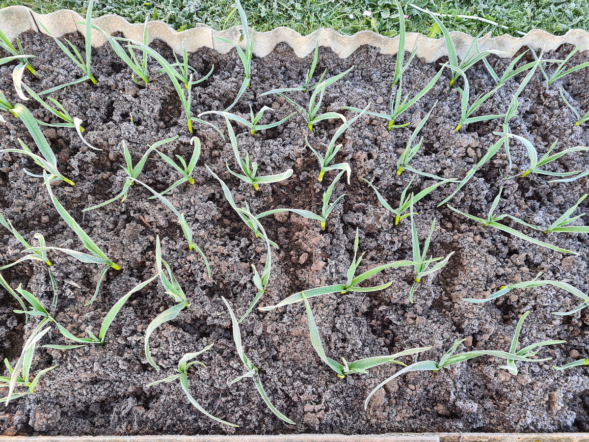 Всходы чеснока. Фото из личного архива.