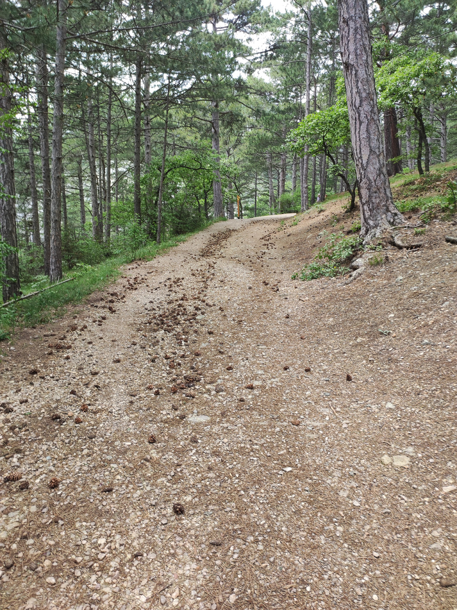 Начало тропы идёт по сосновому лесу