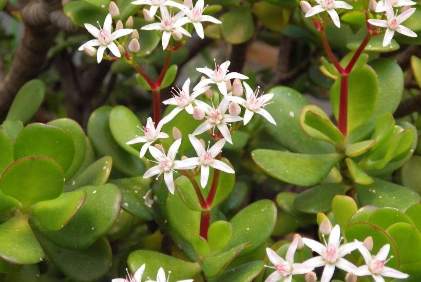    Даже чахлая толстянка сразу оживает: почему не цветет денежное дерево и как это исправить