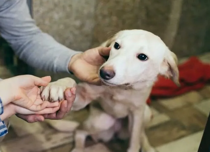 Команда "Ко мне!" — самая важная. Почему собака ее игнорирует и как это исправить