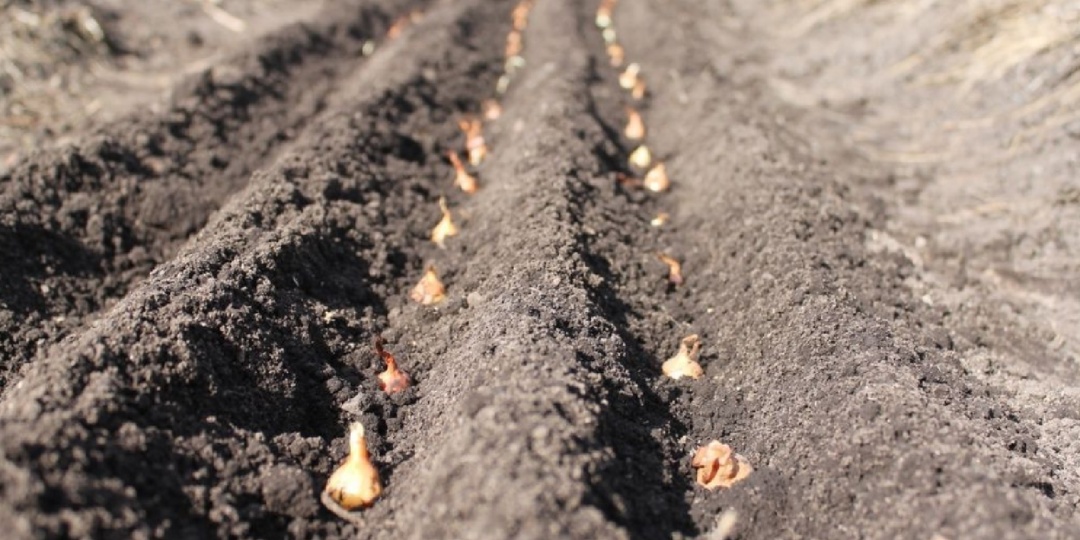 Сажаем севок под зиму: Благоприятные дни в октябре и ноябре 2025 года по Лунному календарю