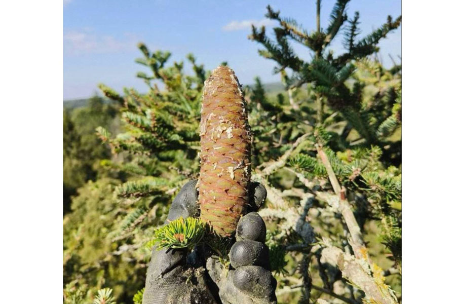    Фото: «Беловежская пуща» / Telegram