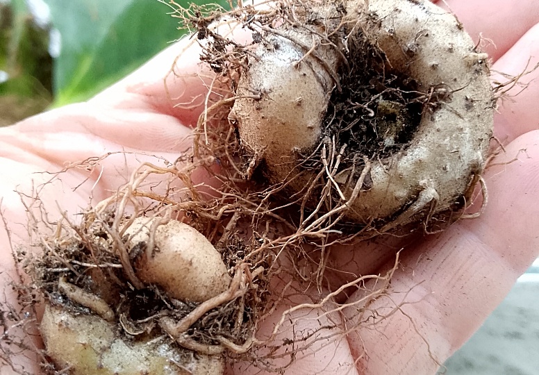 Глоксиния - отправляю на отдых. Почему кривые клубни