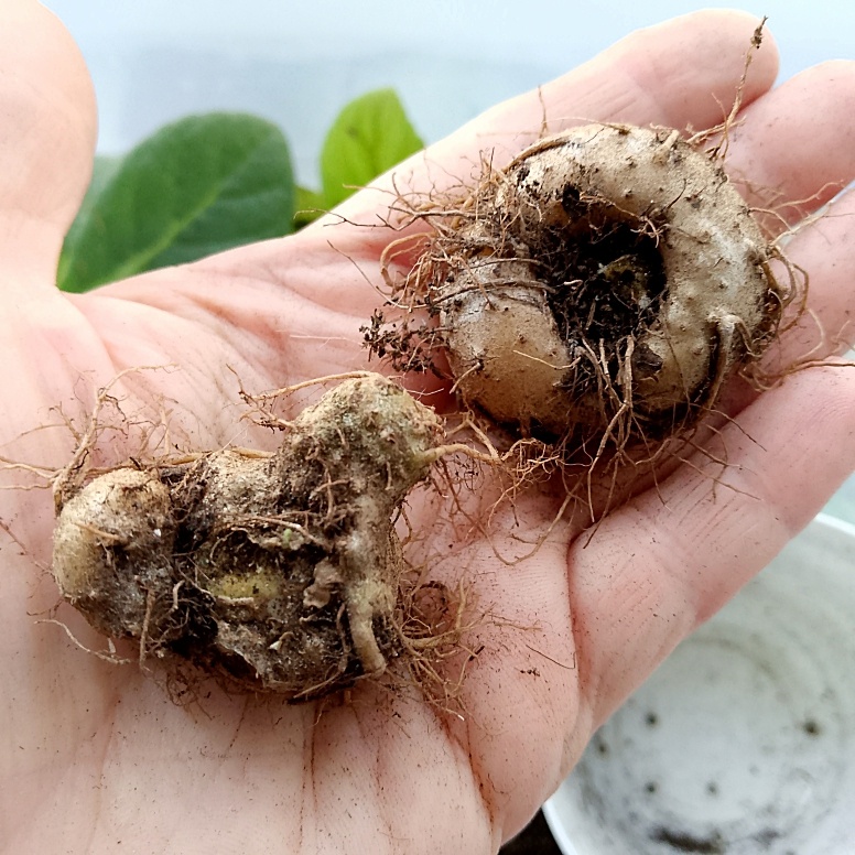 Клубень индивидуалист, он же крякозяблик