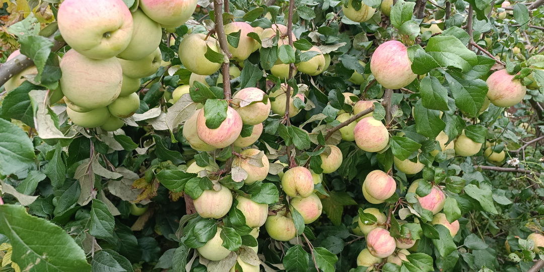 Уход за плодовыми деревьями осенью: как правильно подготовить сад к зиме и будущему урожаю