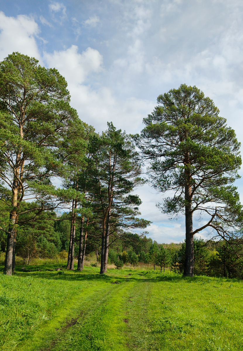 Дорога как с картины Шишкина