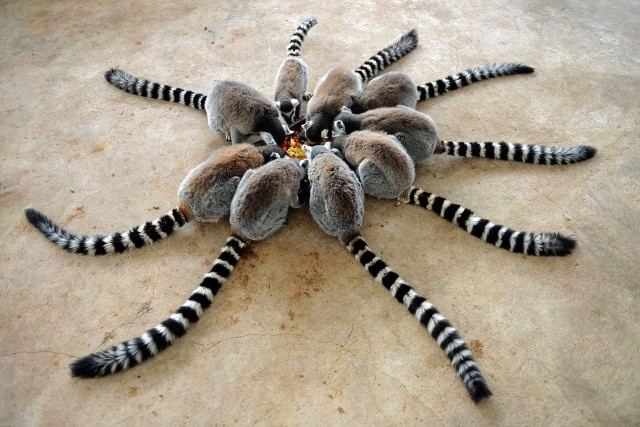 Тарантул. Лемуры в парке дикой природы. Циндао, Китай