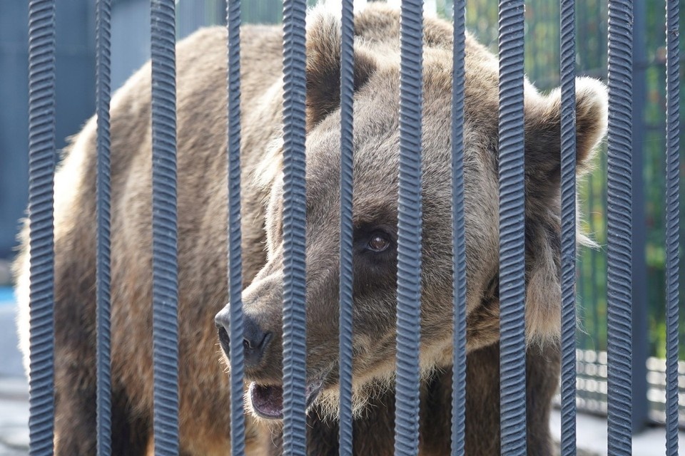    В Хакасии в целях защиты населения отстрелили 16 медведей ИВАНОВА Диана