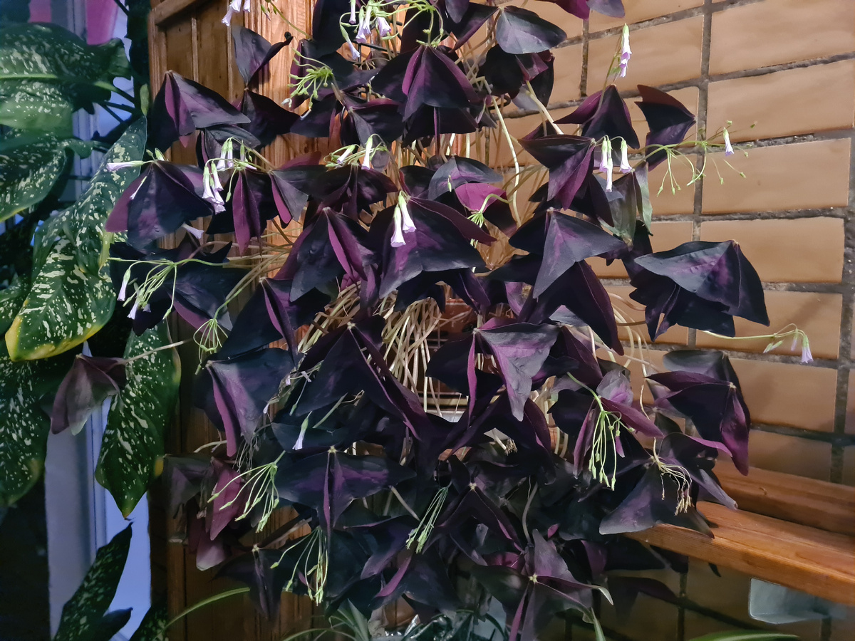 На ночь листики закрываются. Фото из личного архива, сделанное ночью.