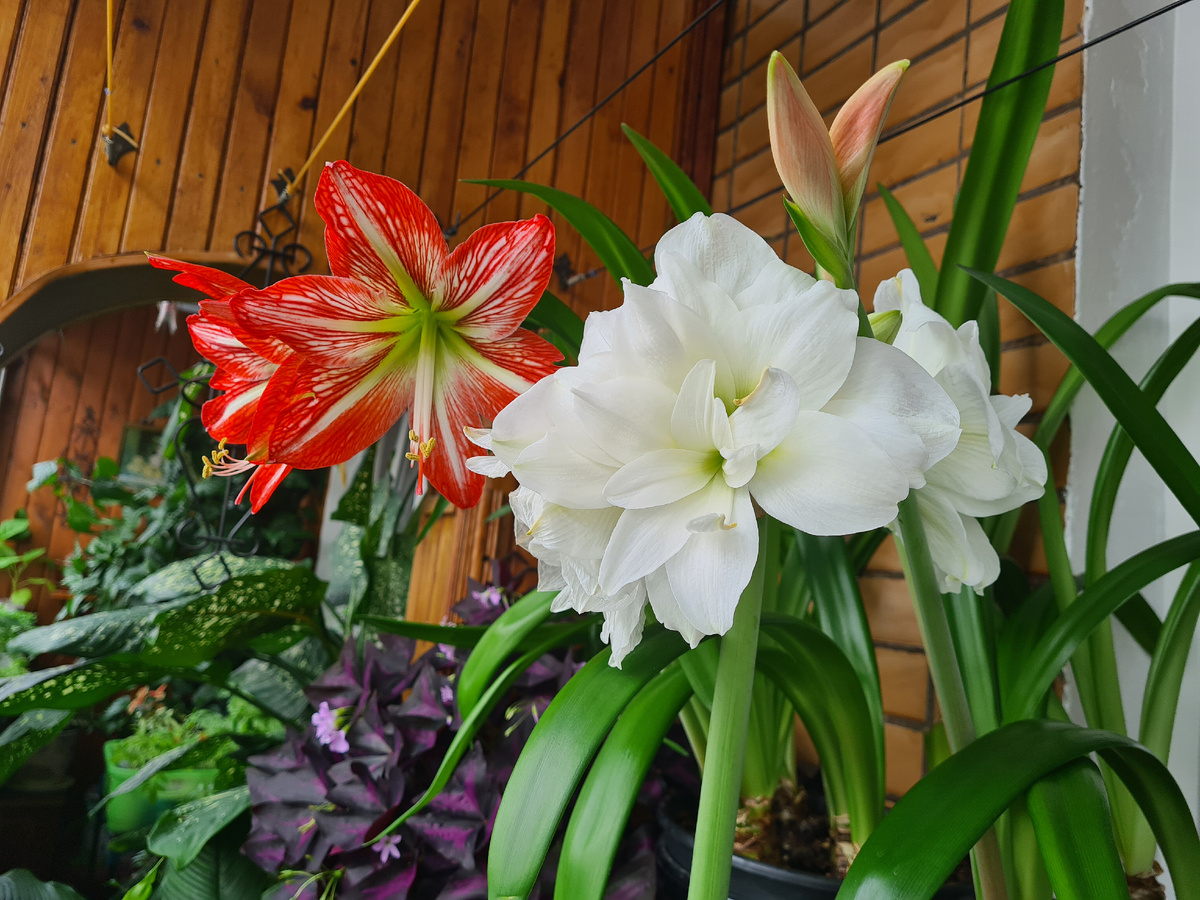 Кислица на заднем фоне. Зимой не спится ей)) Фото из личного архива.