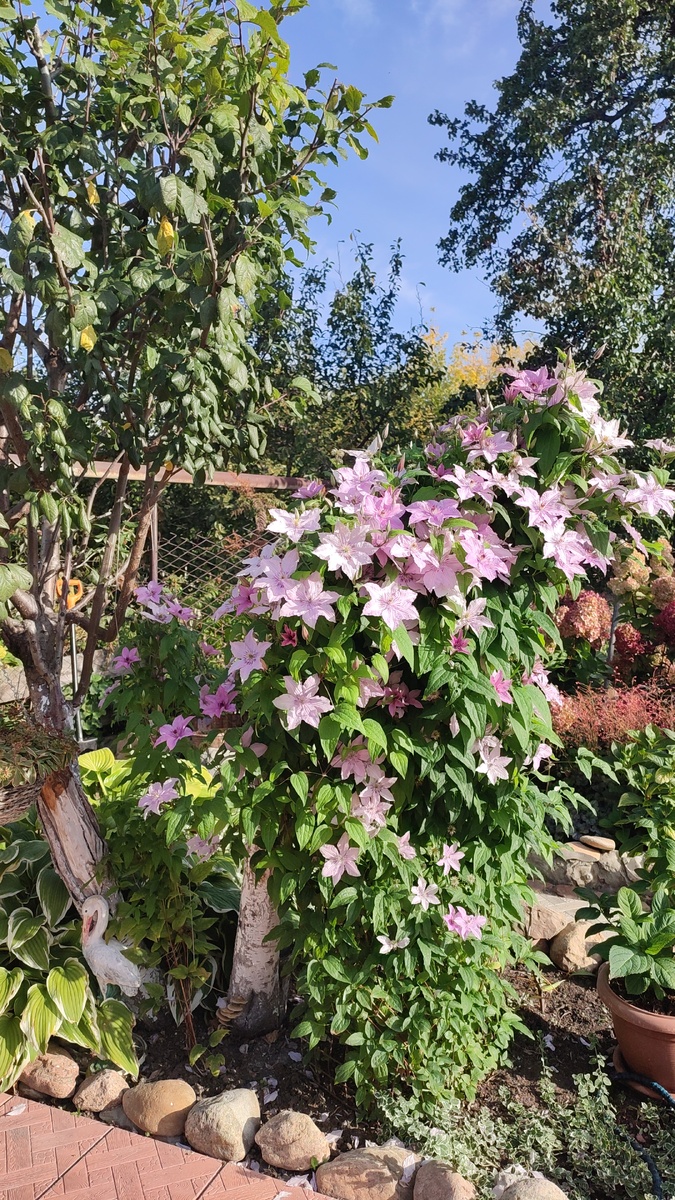 Фото автора. Клематис мой в октябре