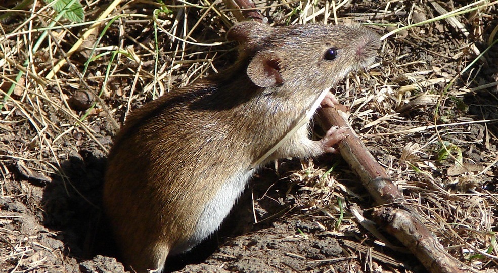 Как избавиться от мышей раз и навсегда: шесть способов