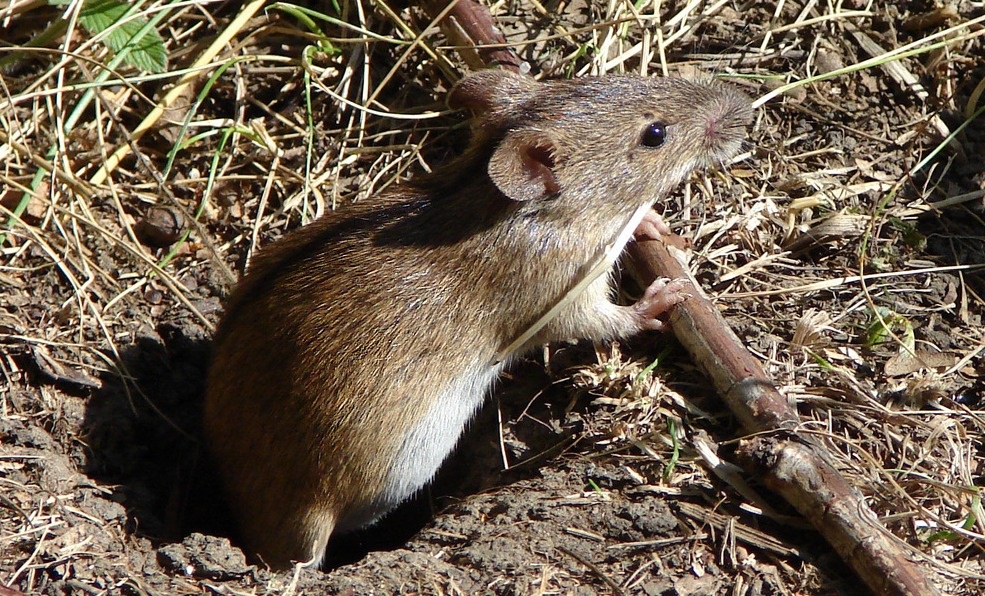    Фото: Россельхозцентр по Ростовской области Екатерина Молчанова