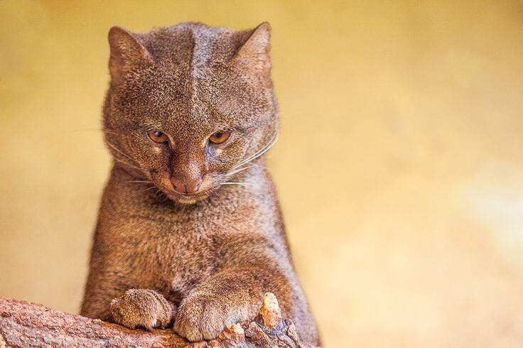 Ягуарунди: кошка-выдра, которая чирикает как птица и дружит с обезьянами