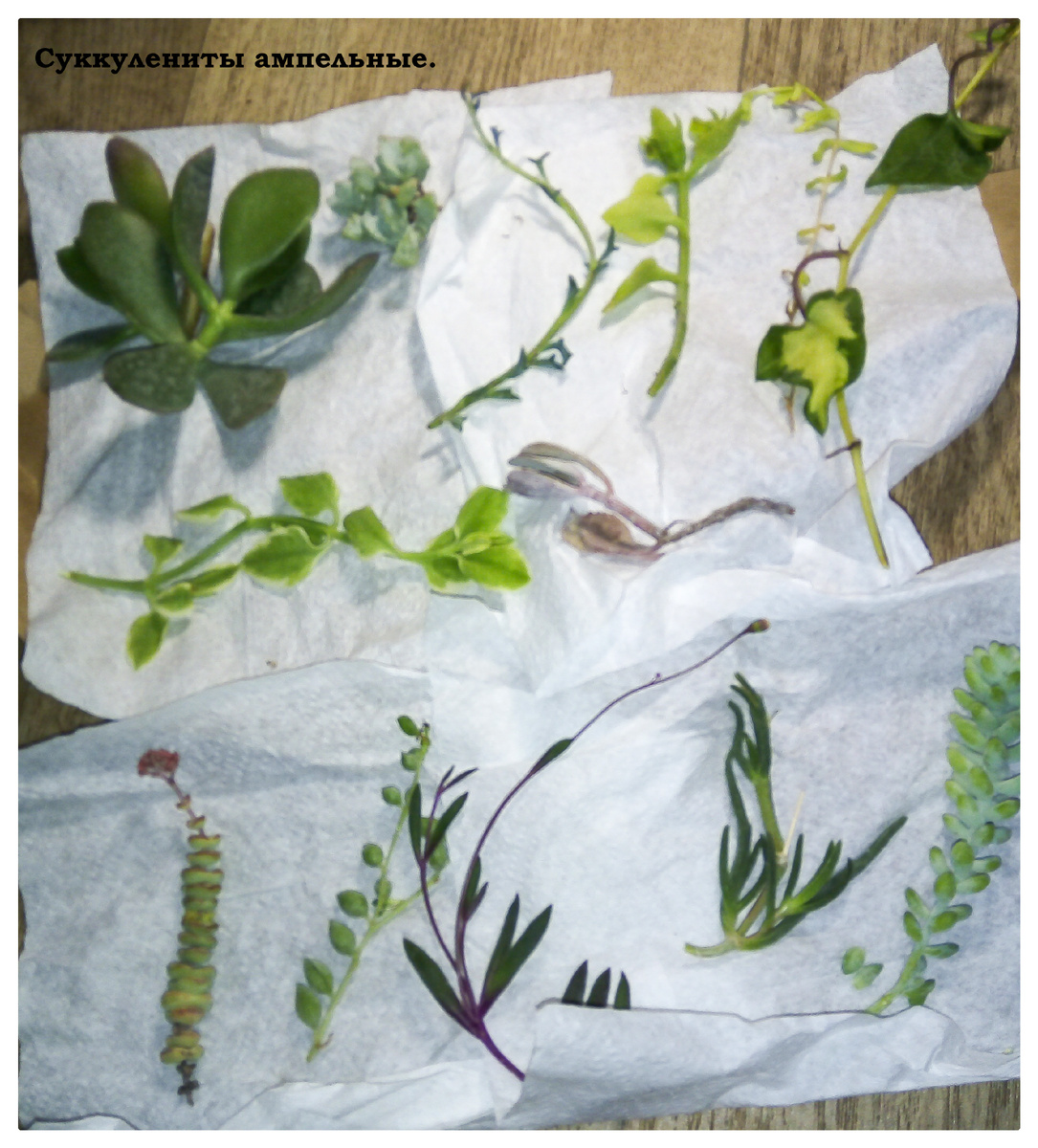 Фото автора.