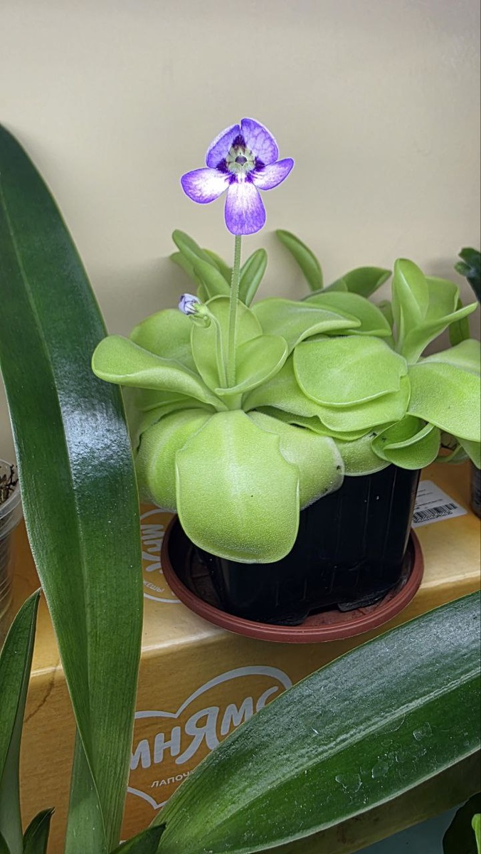 жирянка цветение