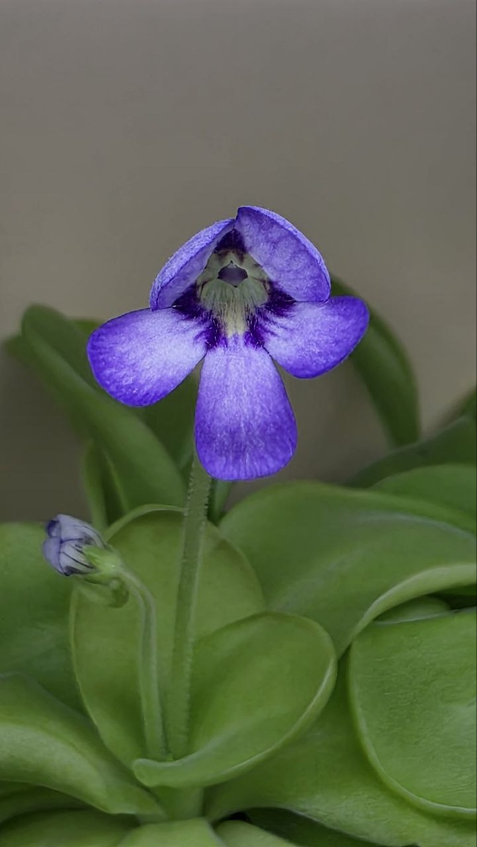 жирянка хищное растение