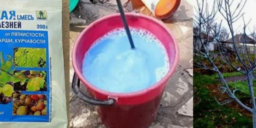 Не повторяйте ошибок соседей! Белорусский агроном рассказал, как правильно обработать сад осенью — и что делать категорически нельзя