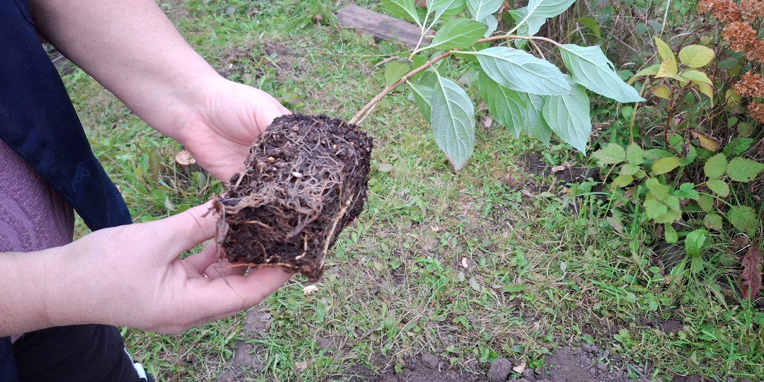 Посадка гортензии Фантом в октябре