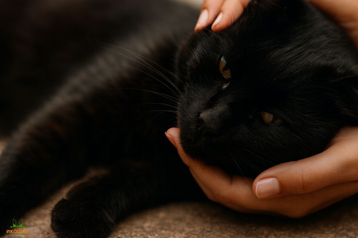 Хозяйка поддерживает кота 