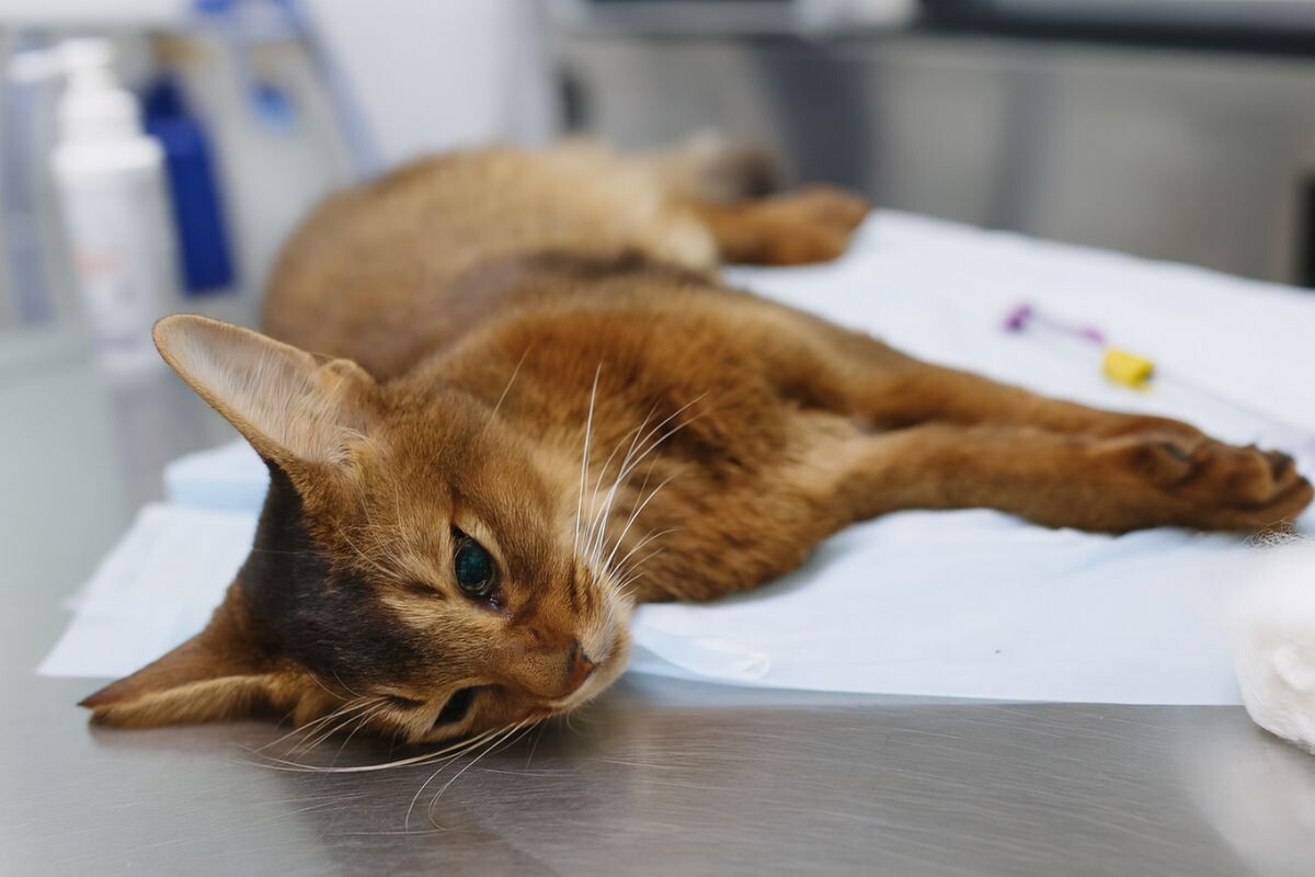 Причины обморока у кошки 