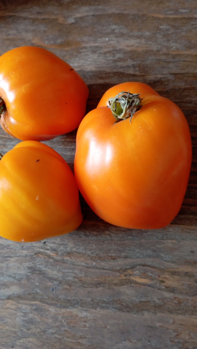 Сорт "Сердце пустыни" хорош во всех отношениях!