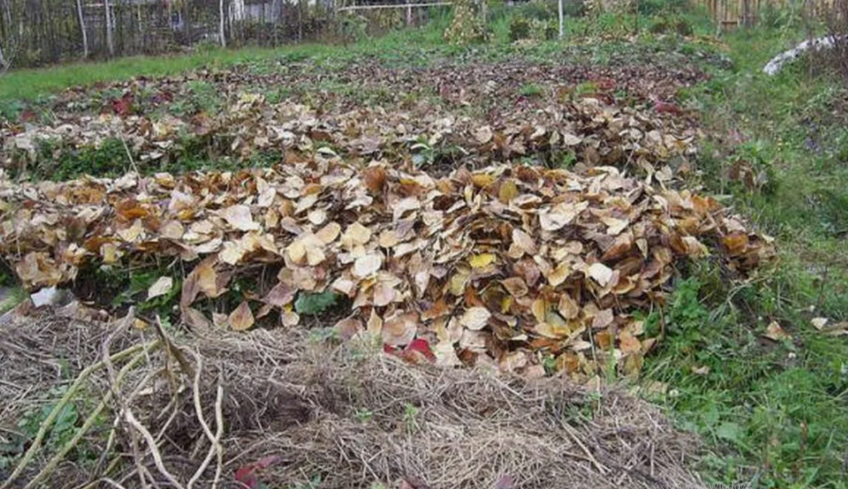 мульчирование