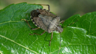    krd.ru Юлия Виноградова