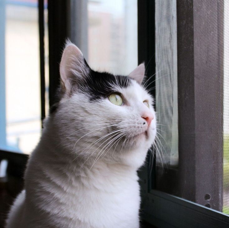 источник фото: https://i.pinimg.com/736x/51/c9/e1/51c9e1bb93d5fc36660eb5ffff0acf99.jpg