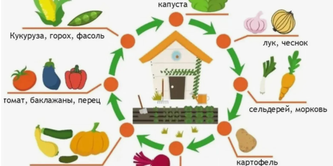 Планируем огород на 2026 год уже сейчас: как составить умный севооборот и не «загубить» почву за 3 сезона