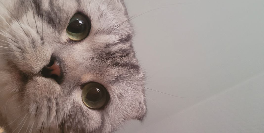 Почему кошки носятся по квартире и делают тыг-дык