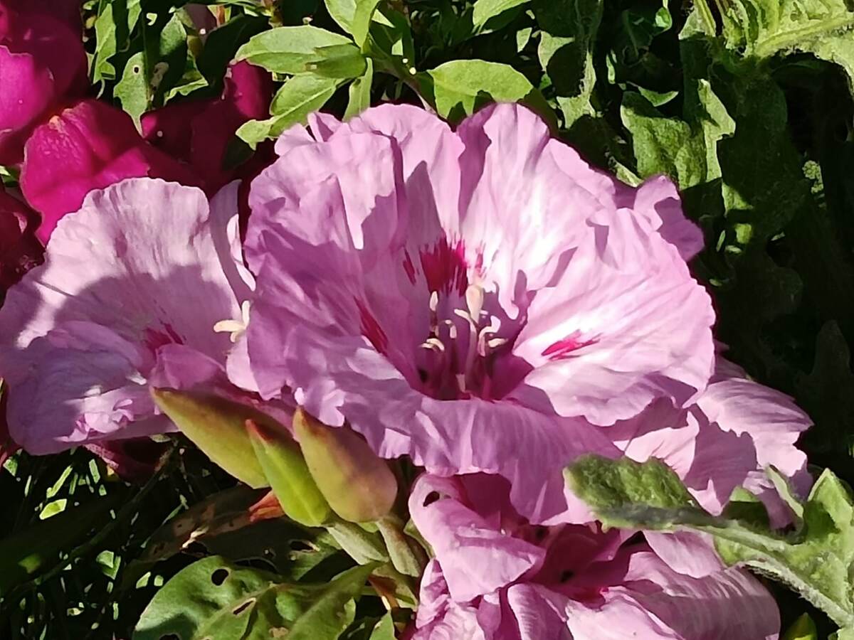 Годеция Порхающие бабочки, Фото автора. Листай галерею