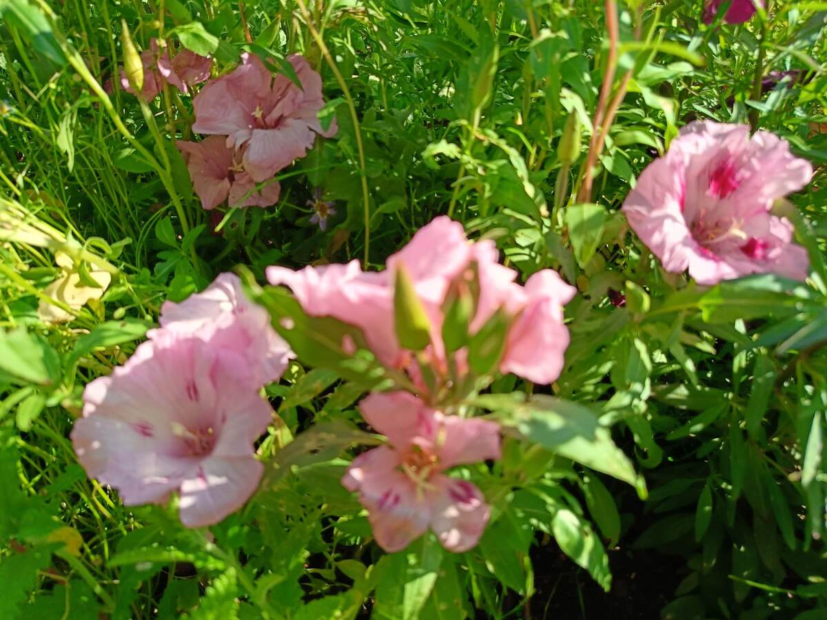 Годеция Порхающие бабочки, Фото автора