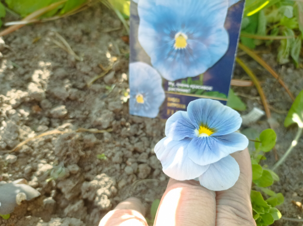 Виола Ниагара  F1. Фото авторв, листай галерею