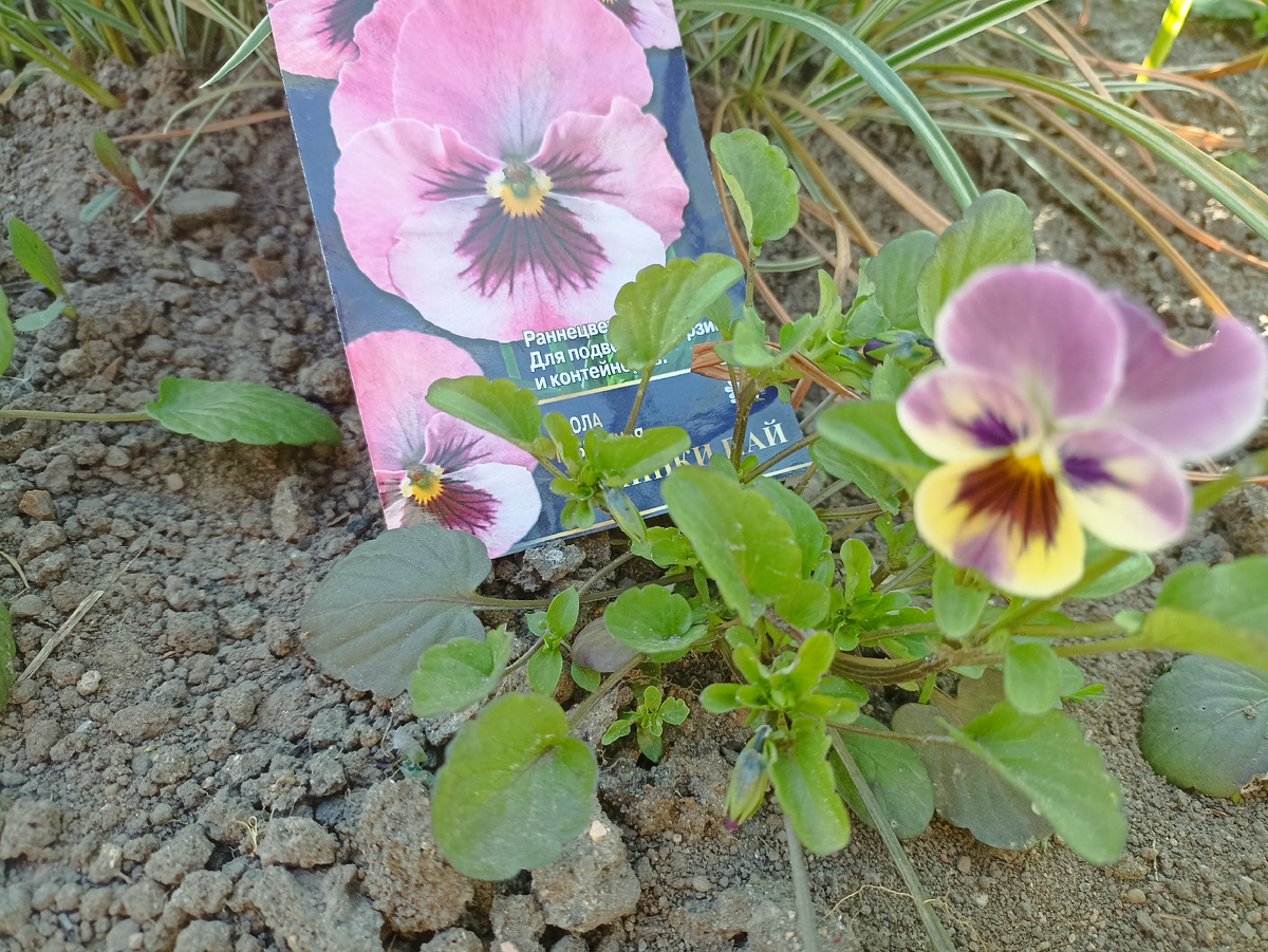 Виола Пинки Пай  F1. Фото автора