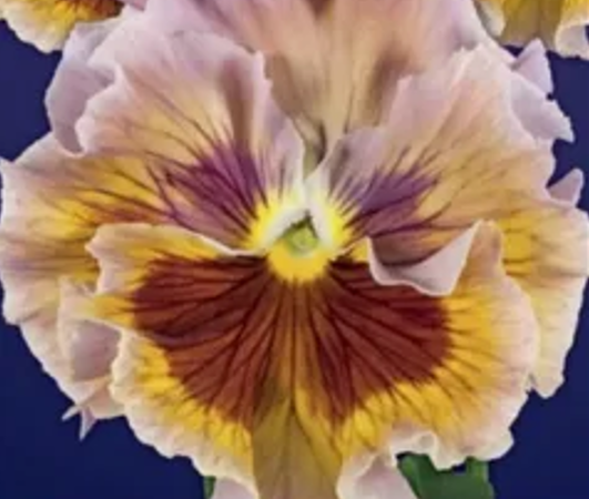 Виола Шакира  F1. Скрин автора с пакета, (нет подходящей фотки)