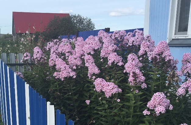 Уже весь палисадник заняли