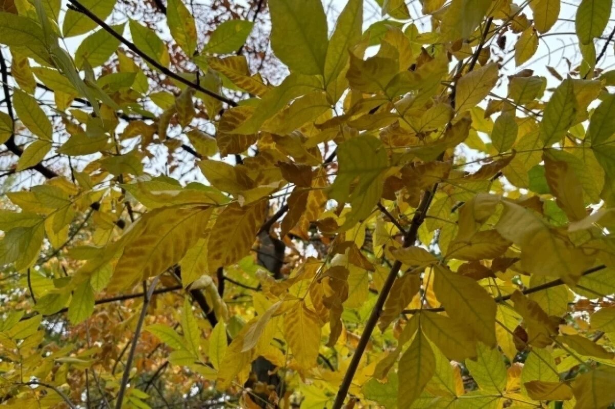    В начале недели в Омской области установится стабильная осенняя погода