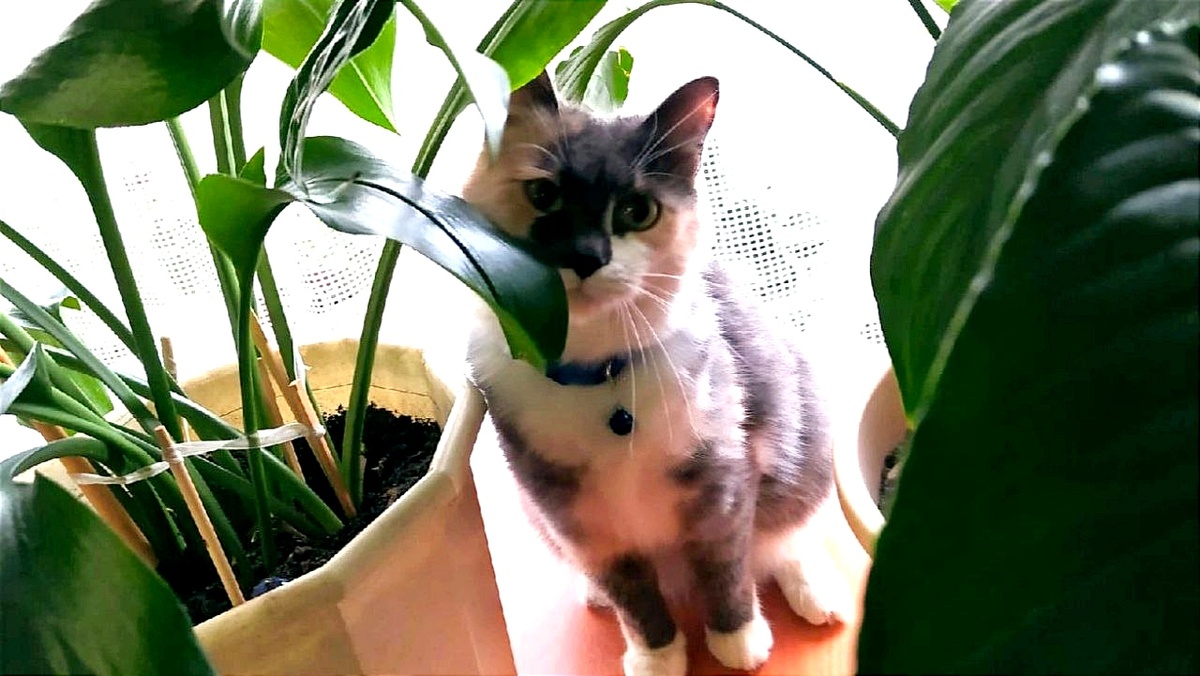 Когда хочешь остаться незаметной, но белые лапки тебя выдают! ЕЩЕ ФОТО --->>