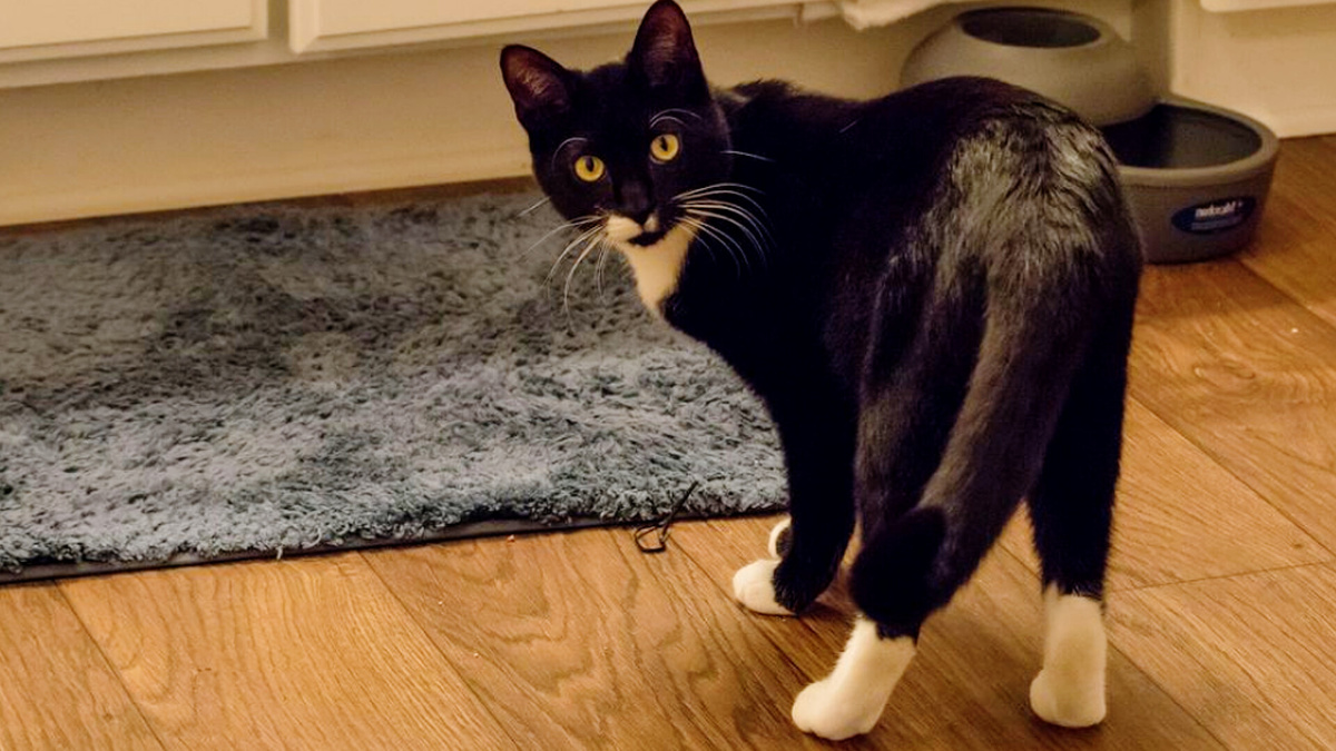 Ни дать, ни взять – аристократ! Принарядился на парад! 